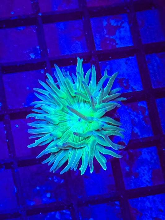 Aussie Duncan Coral (Green Base)