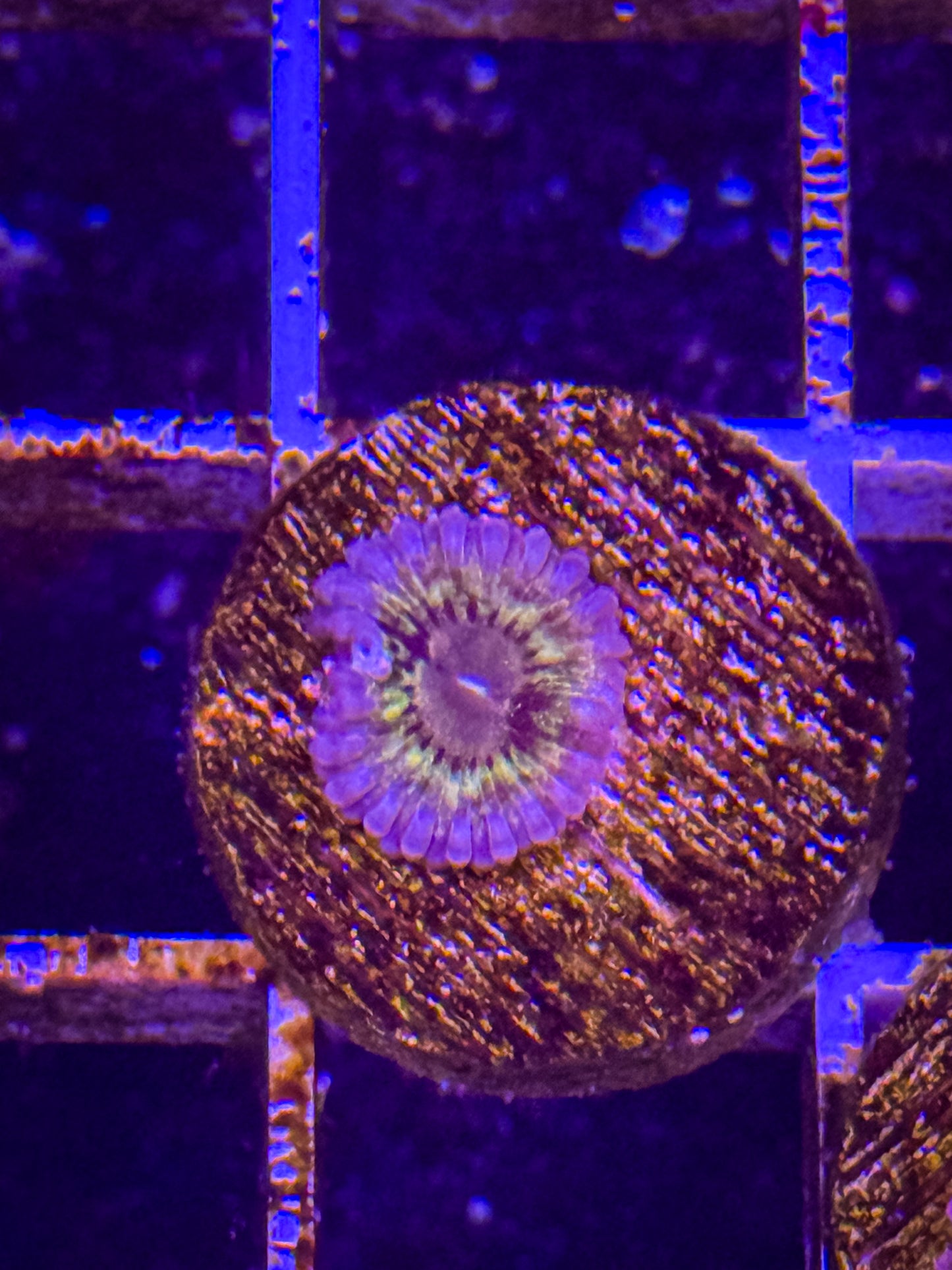 Stratocaster Zoa