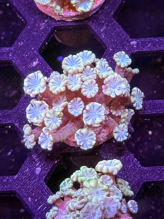 Indo Alveopora - WYSIWYG #9