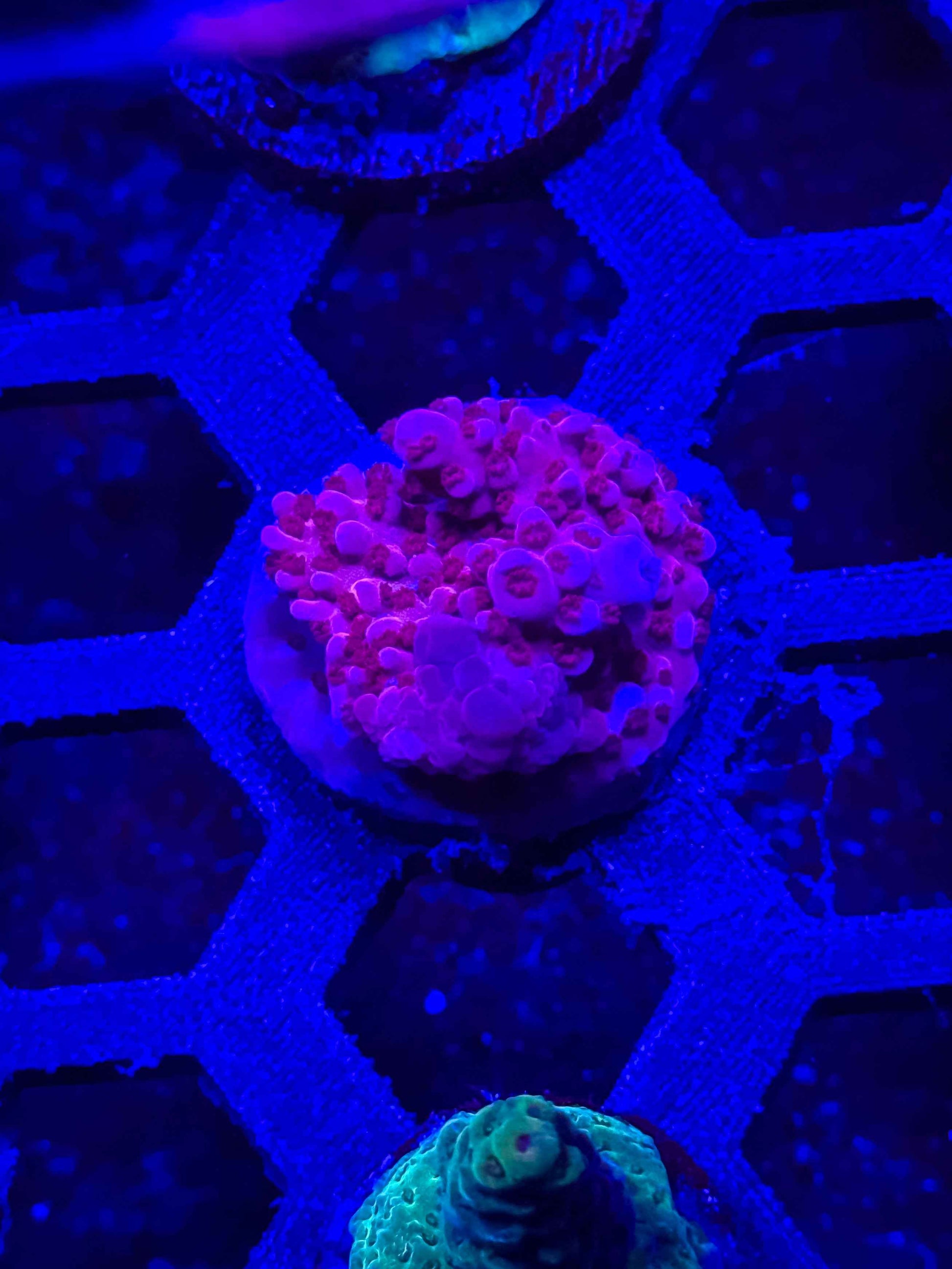 BC Adam Bomb Acropora