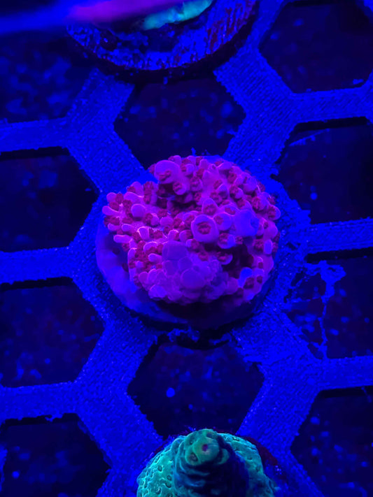 BC Adam Bomb Acropora