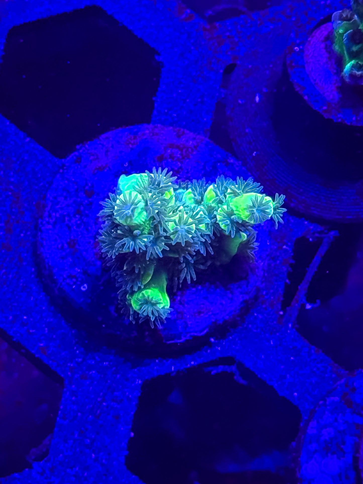 Unknown Acro