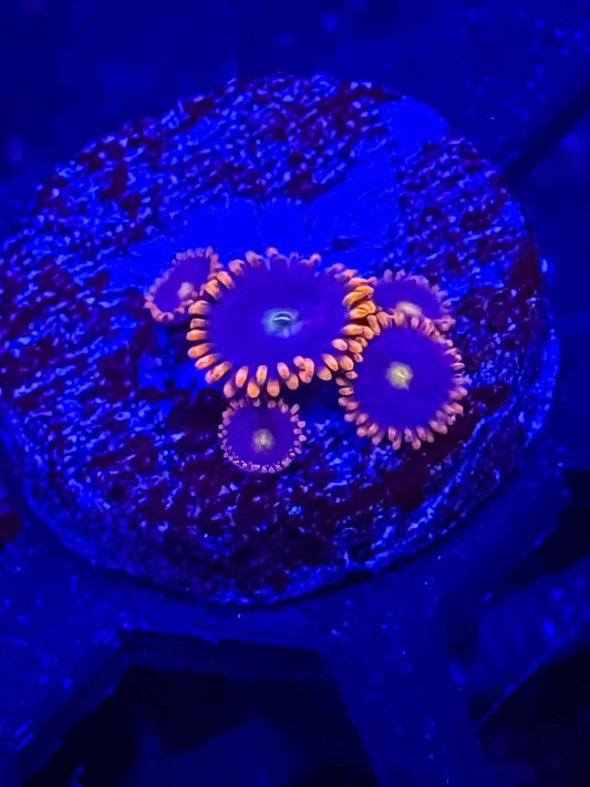 Orange Skirt Zoas