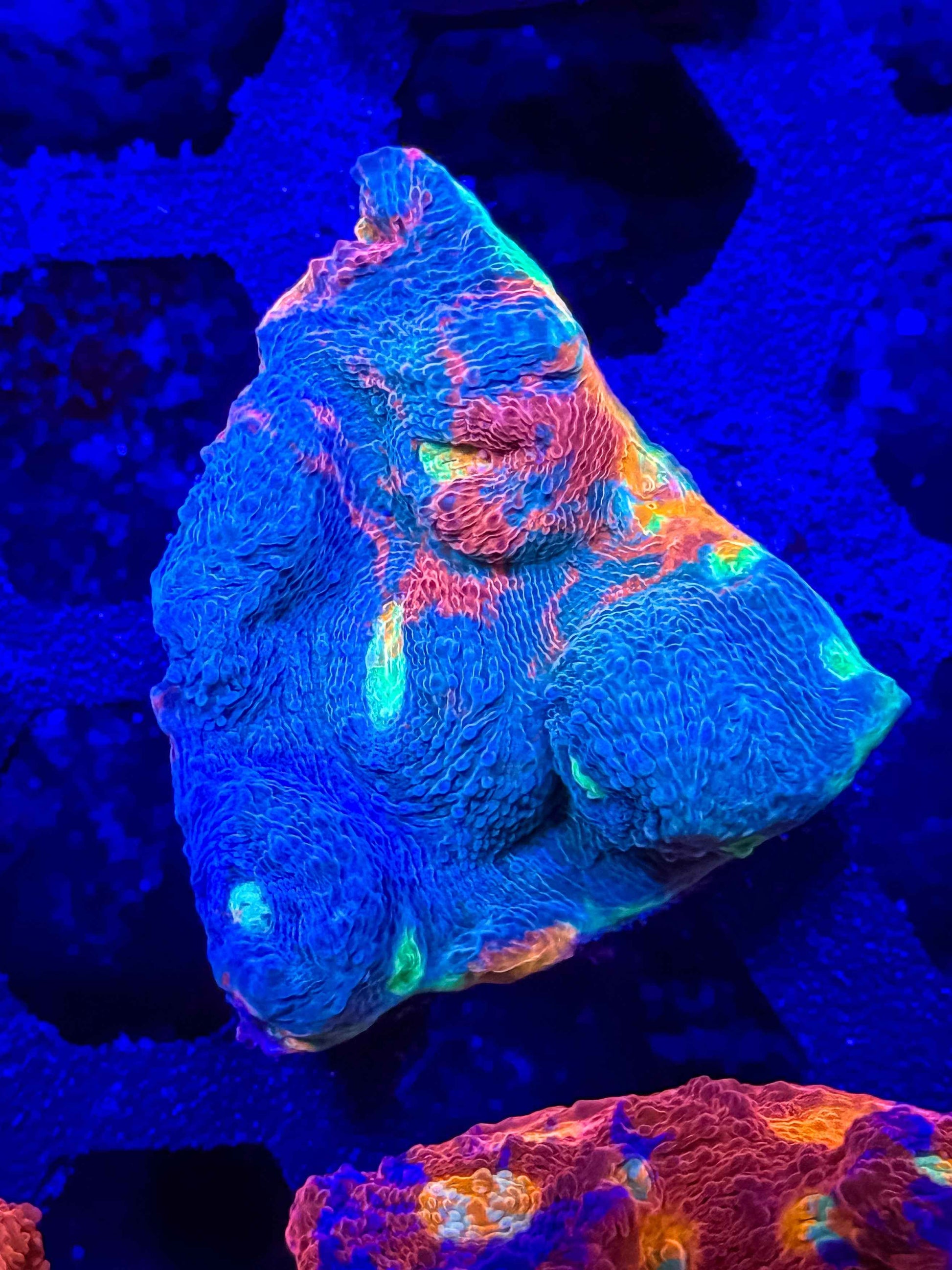 Ultra Rainbow Chalice