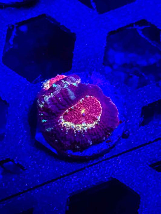 Malaysian Acan Lord