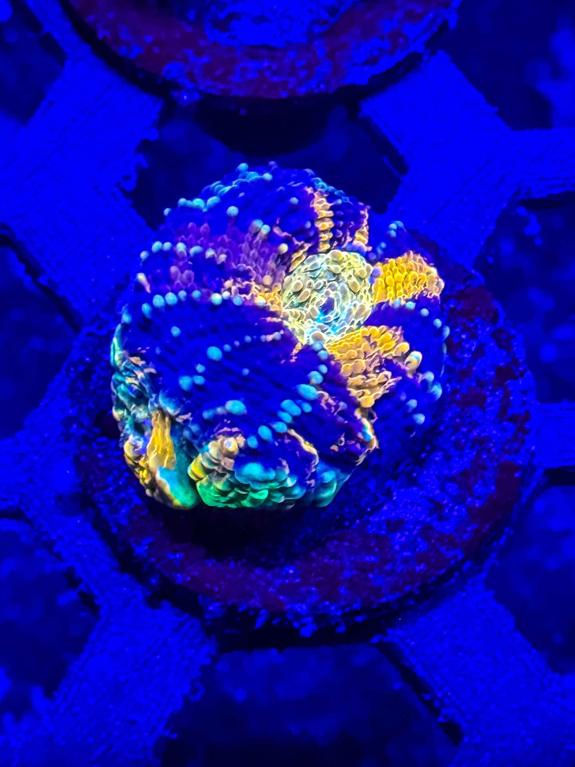 GS Boogeyman Echinata