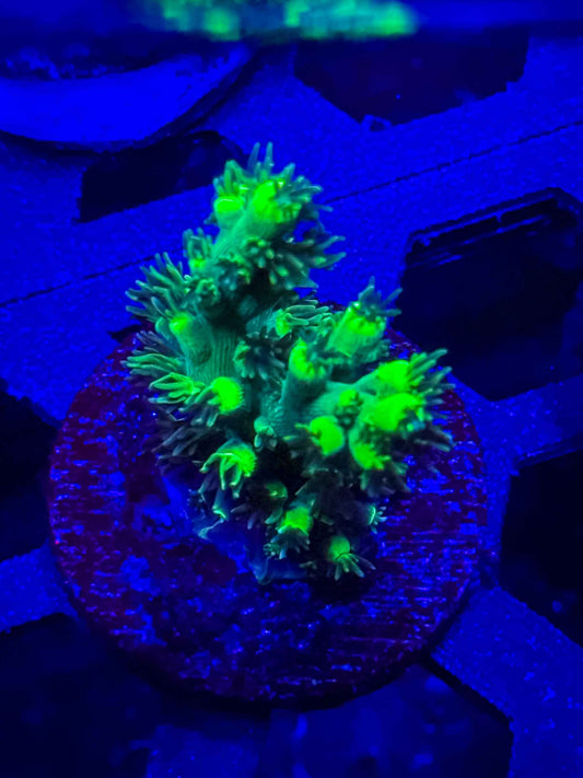 GS Embrace the Martian Acropora