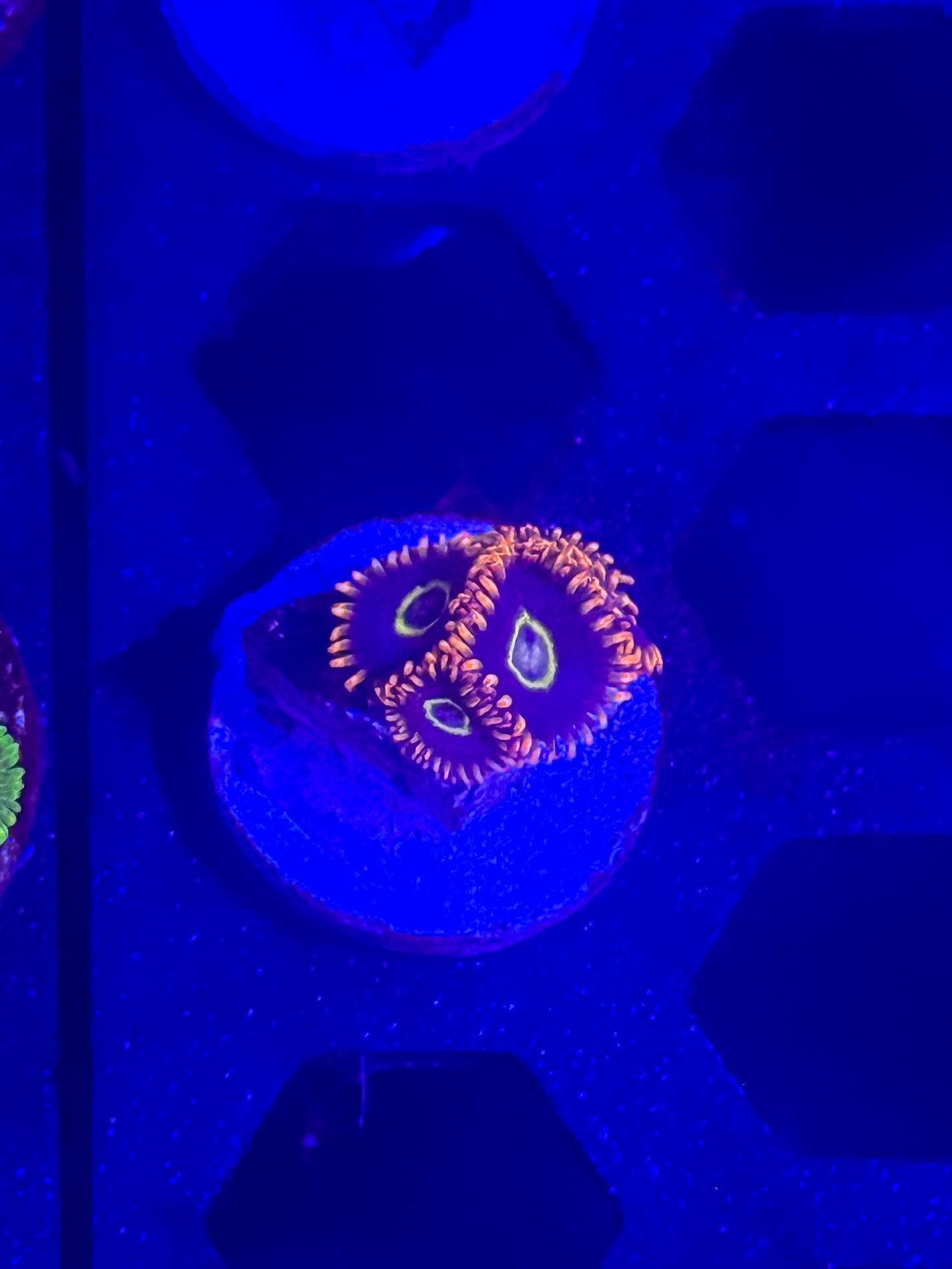 Rainbow Hornets Zoas