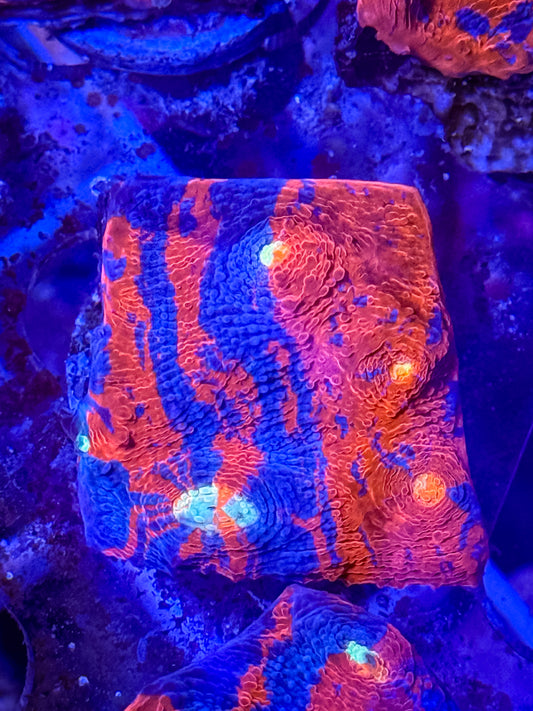 Rainbow Chalice Coral