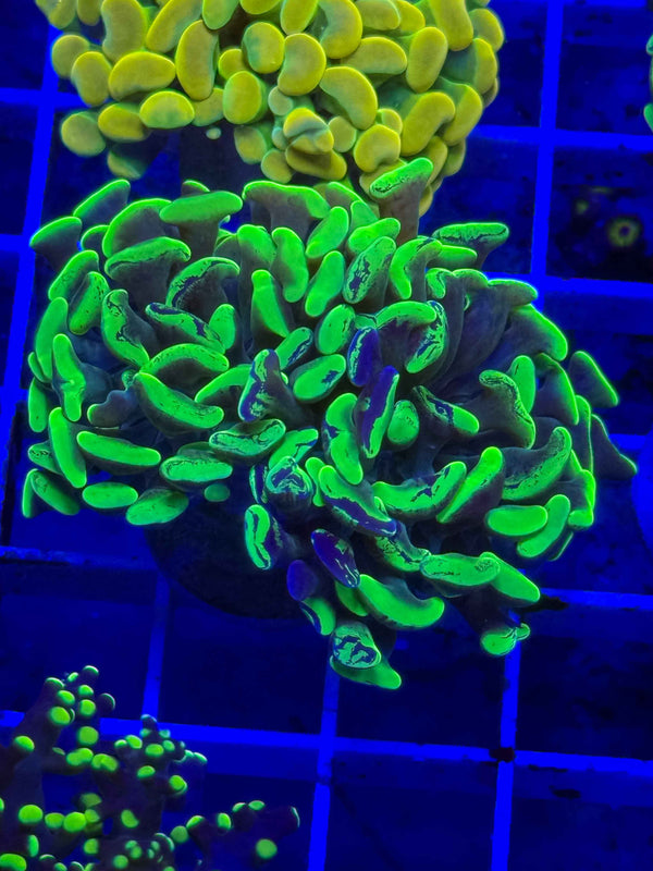 Splatter Branching Hammer