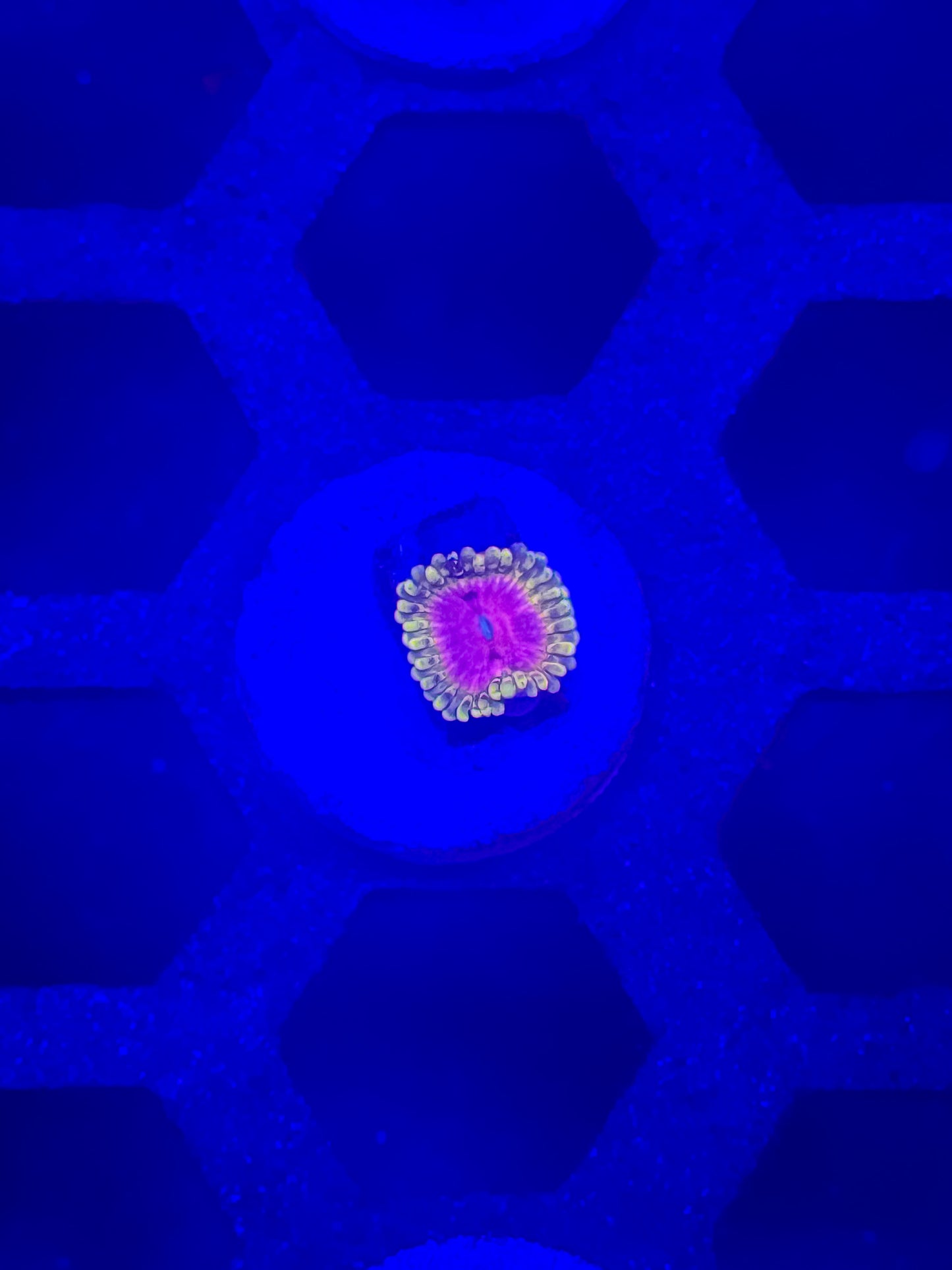 Pink Diamond zoa