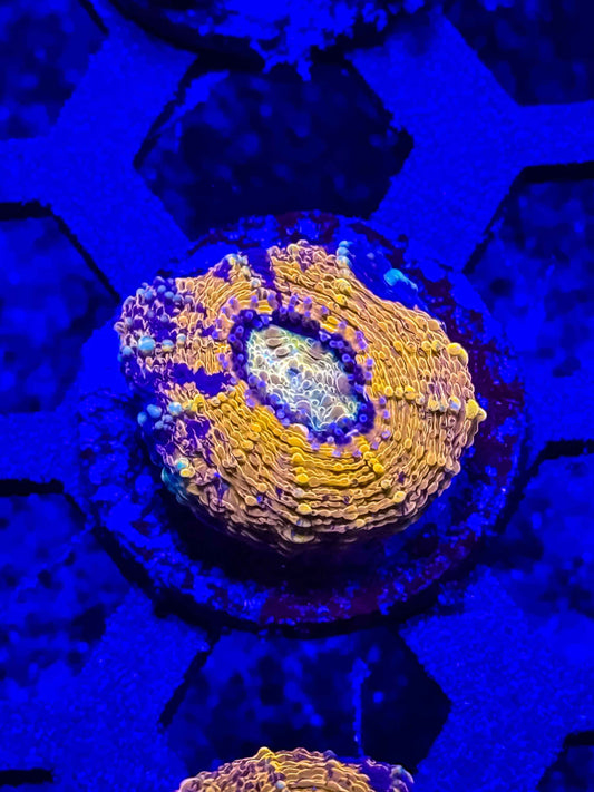 GS Boogeyman Echinata live coral – Gem State Corals