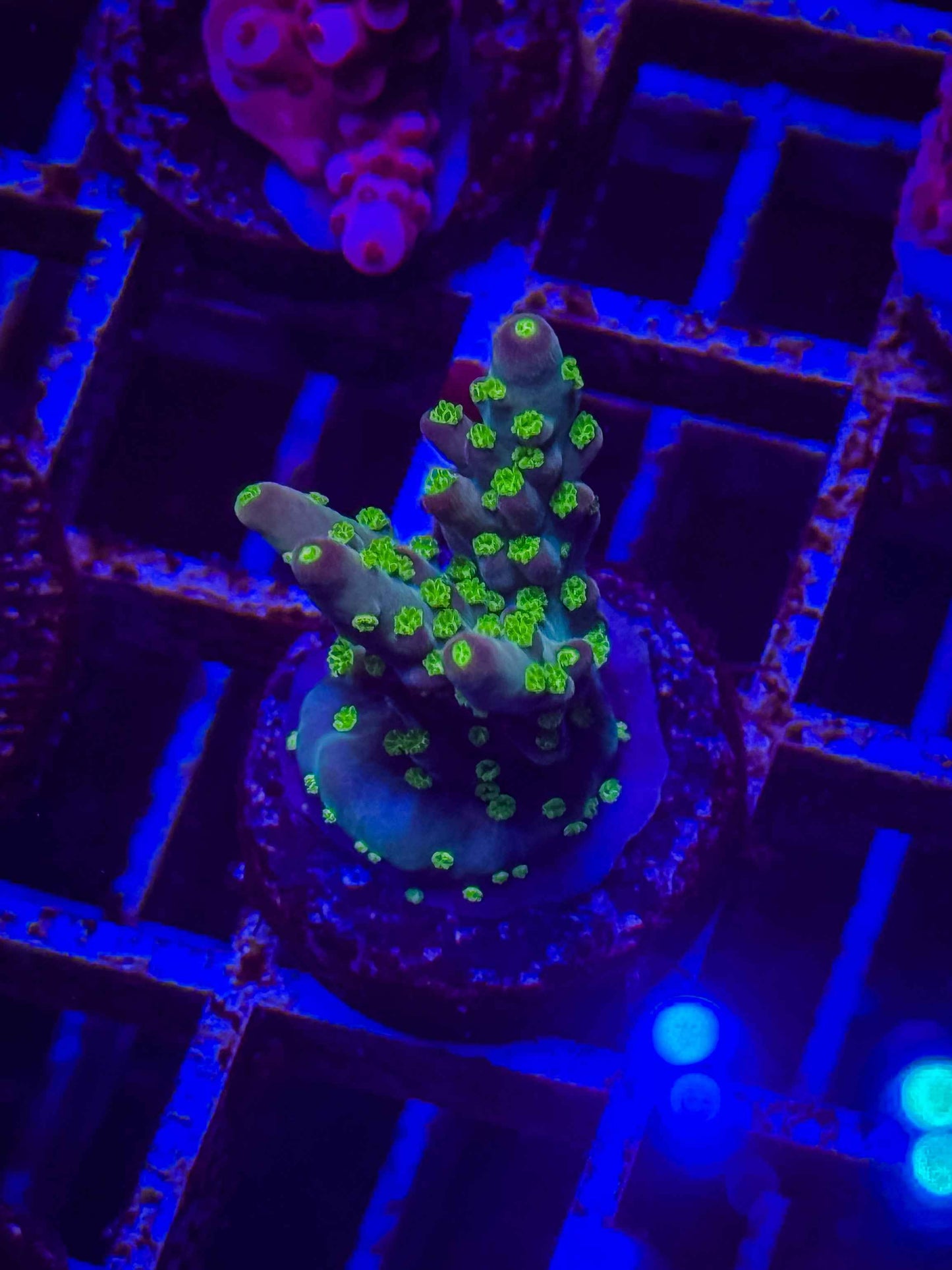 Bonsai Acropora
