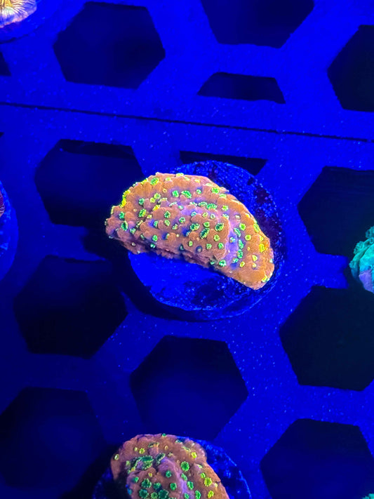 Sunset Encrusting Montipora – WYSIWYG #3