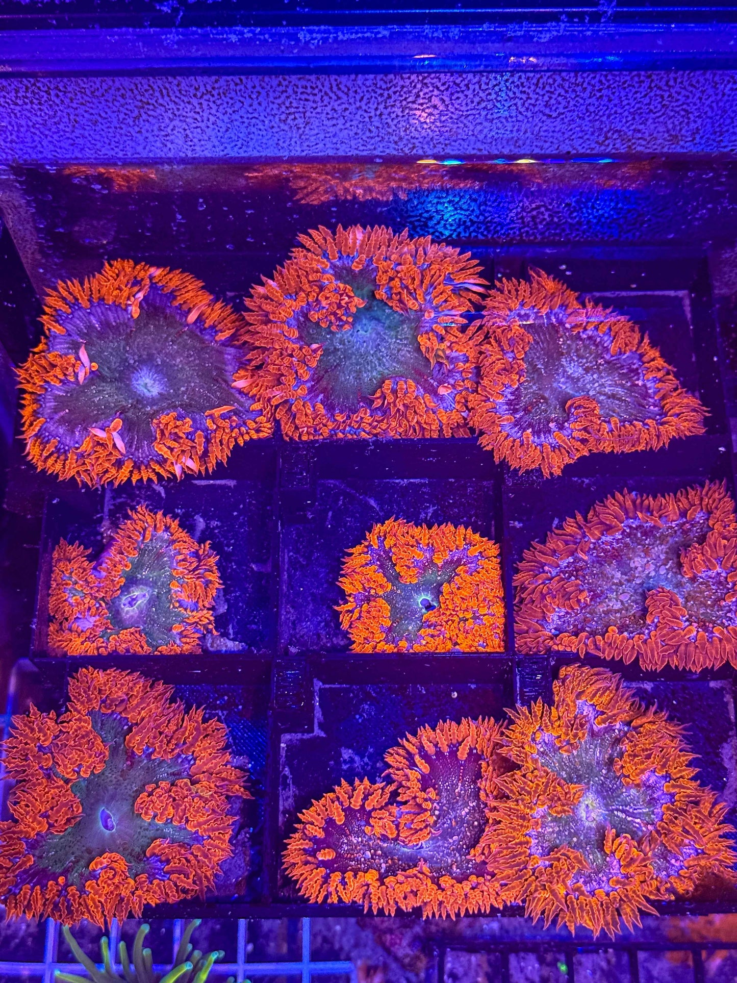 Red Rock Flower Anemone (1 each)
