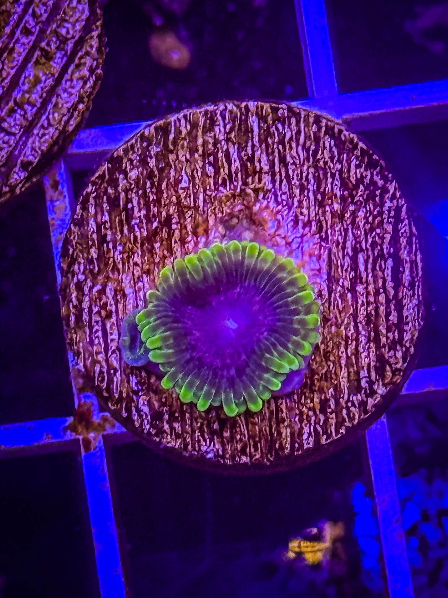 UC Atmosphere Zoa