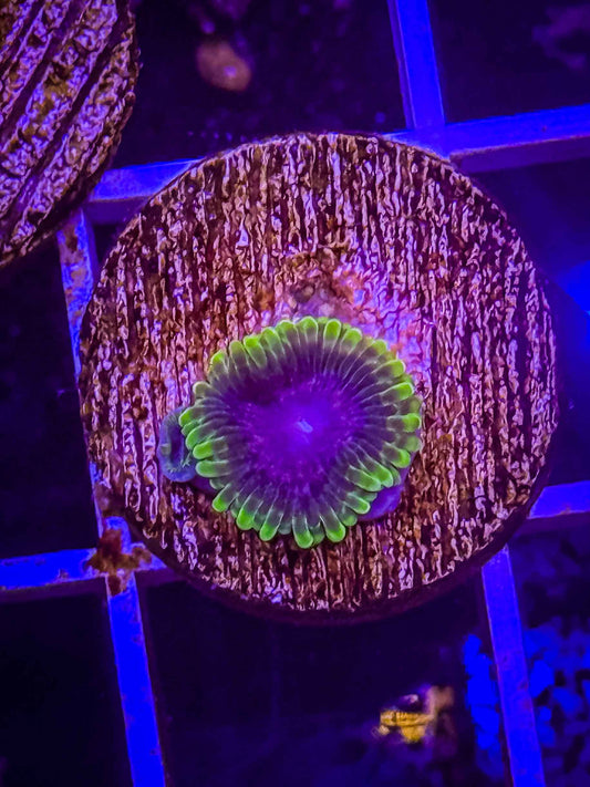 UC Atmosphere Zoa