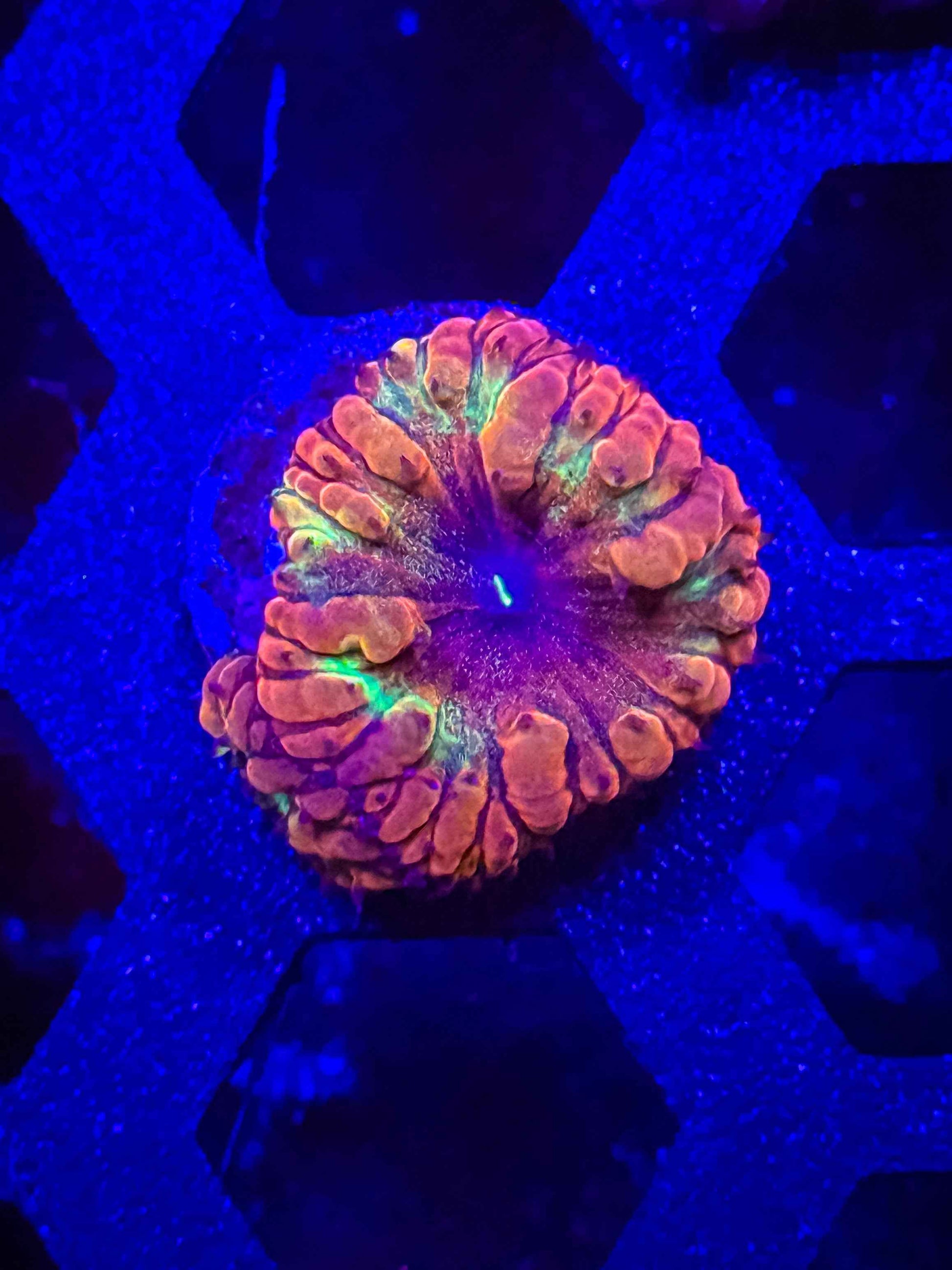Gem State Galaxy Blasto