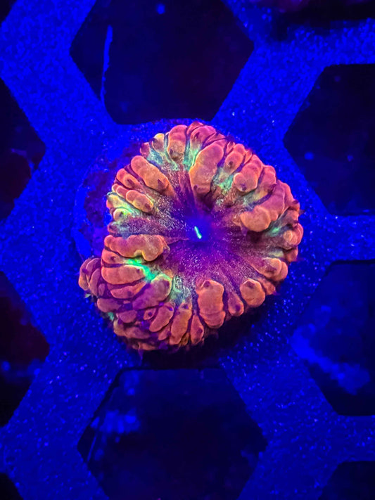 Gem State Galaxy Blasto