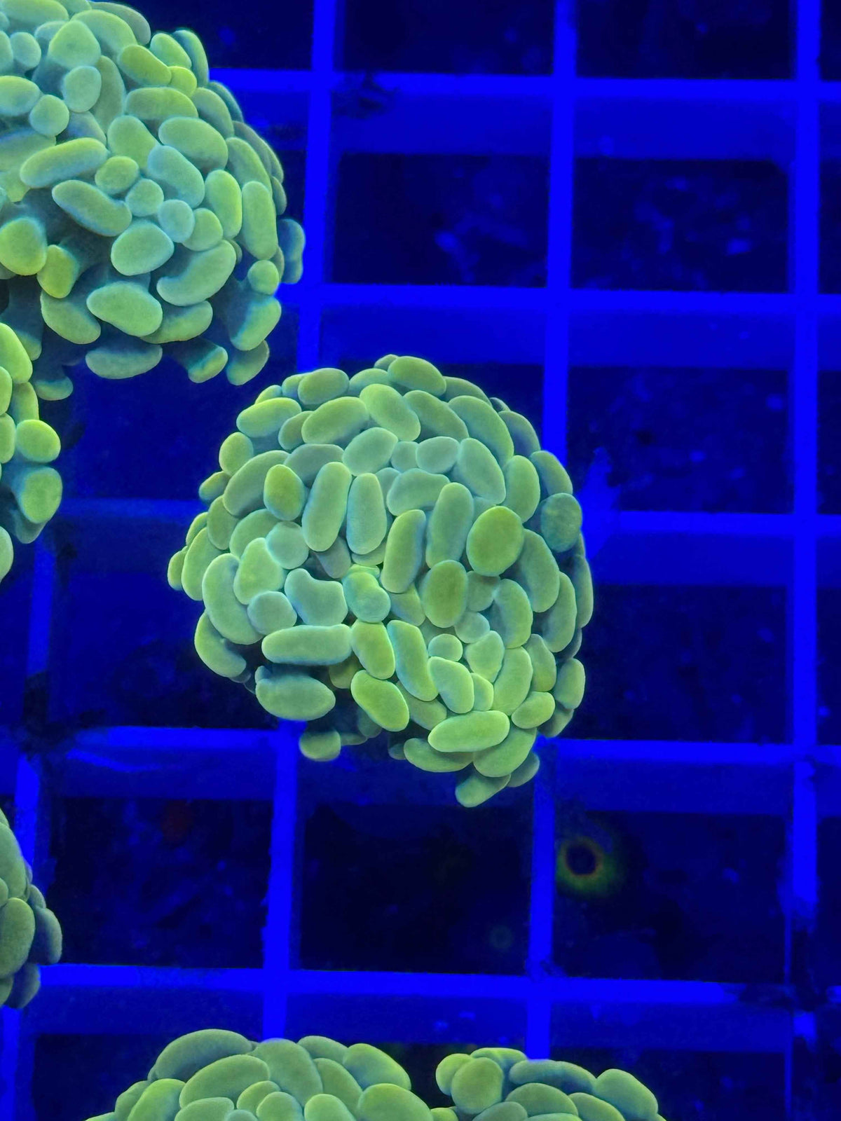 Aquacultured Yellow Hammer Coral (1 Polyp/Head) – Almost WYSIWYG