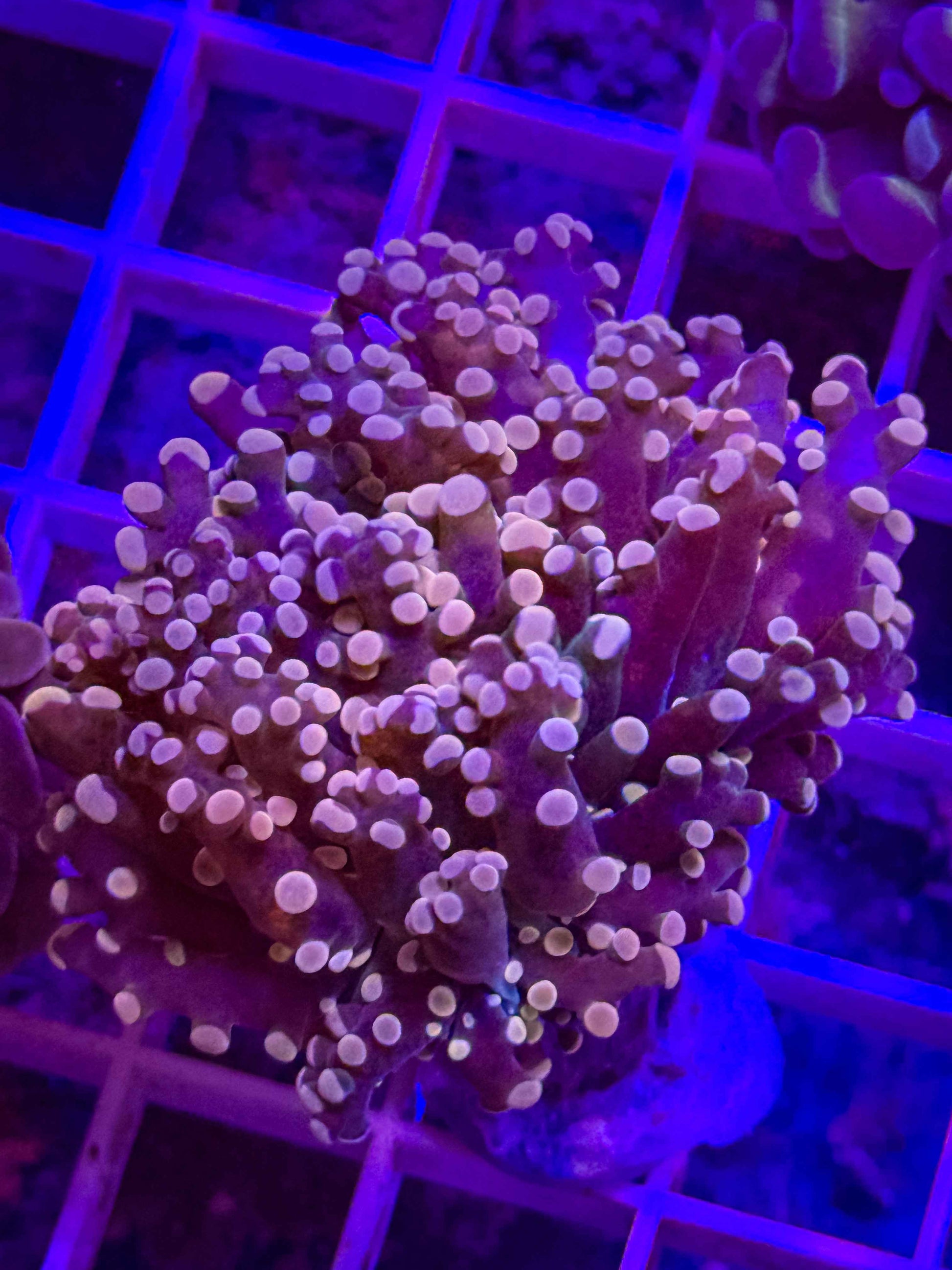 Branching Peach Frogspawn