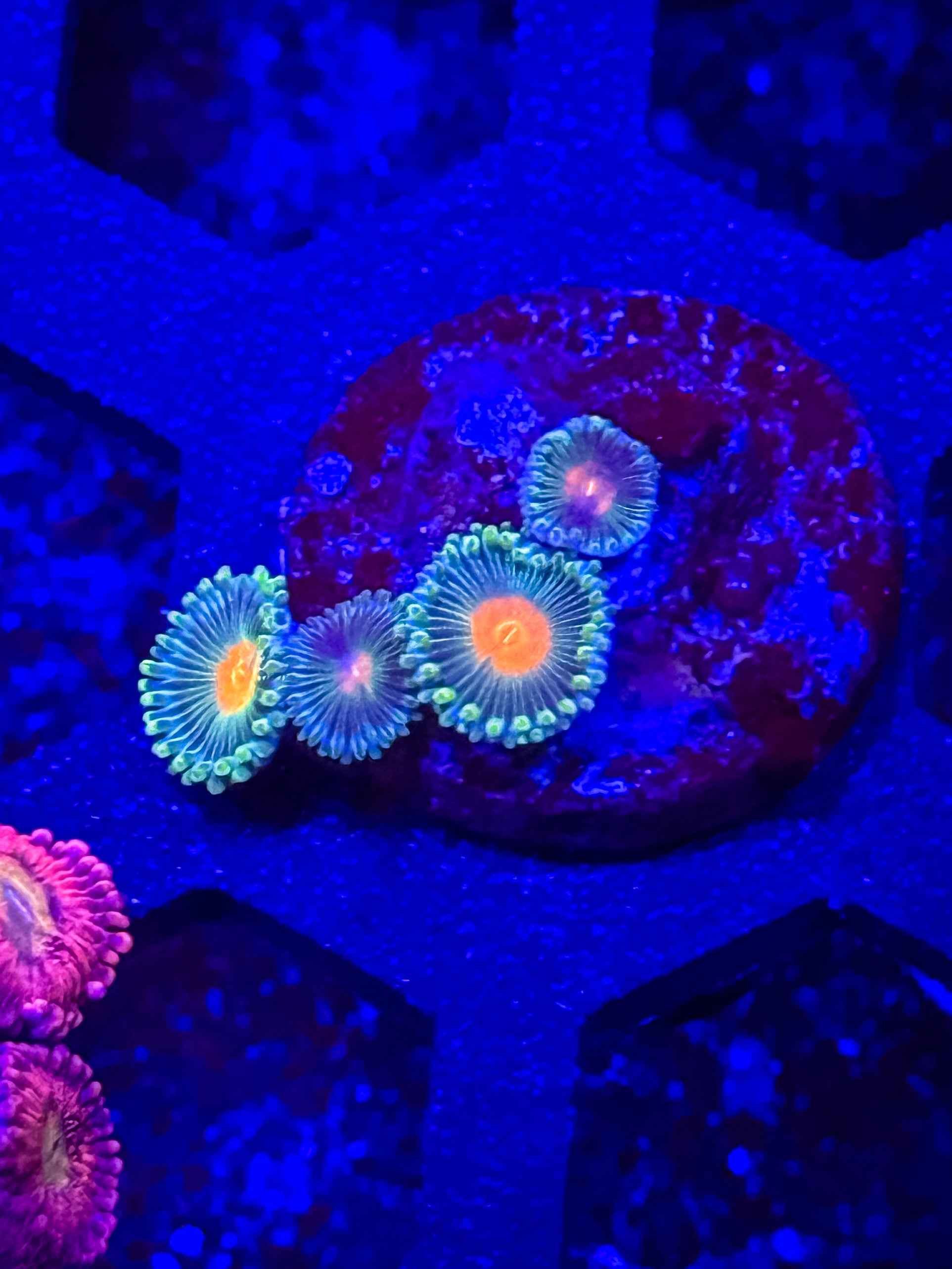GB Packer Zoas