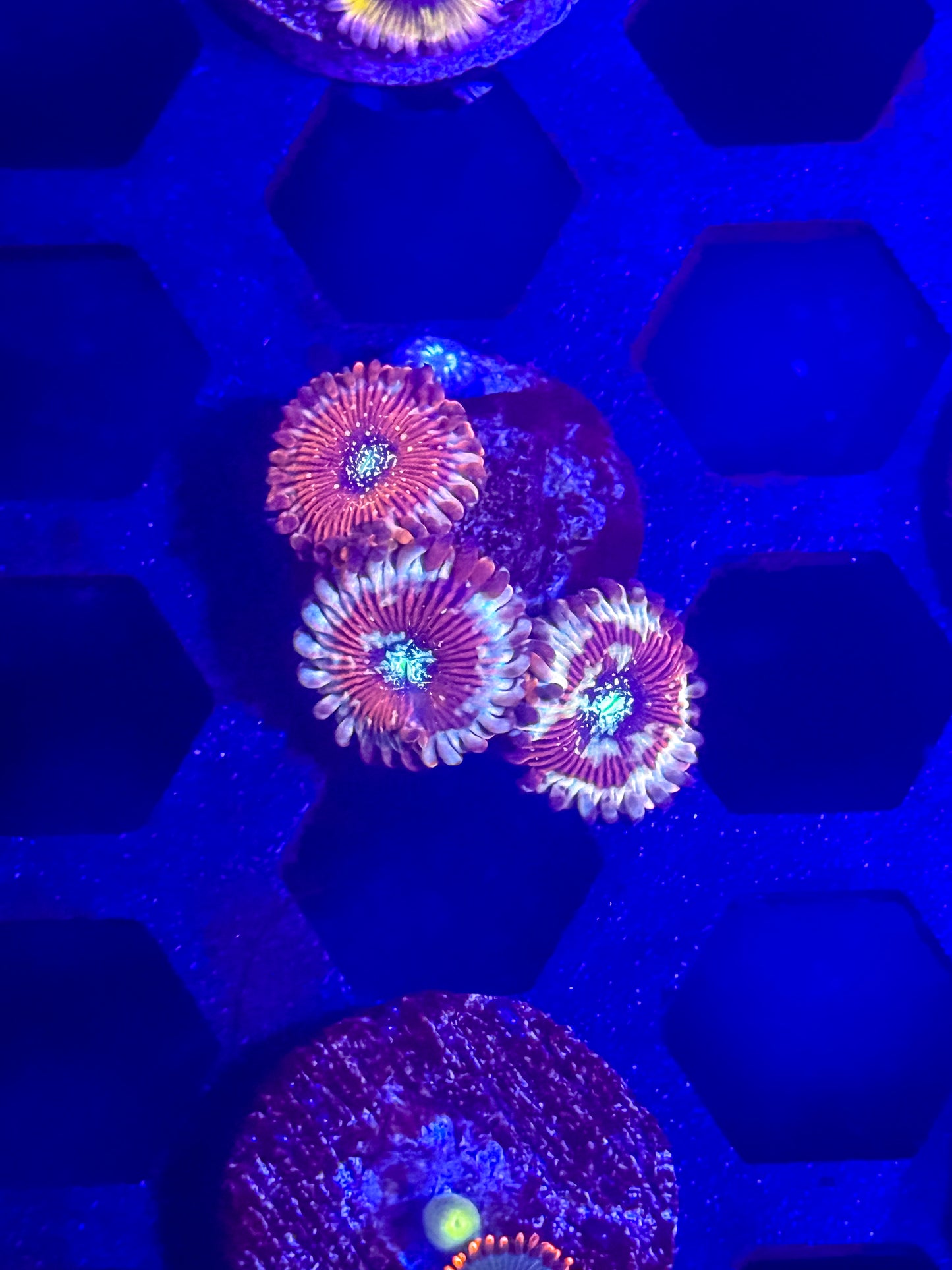 Magicians Zoas