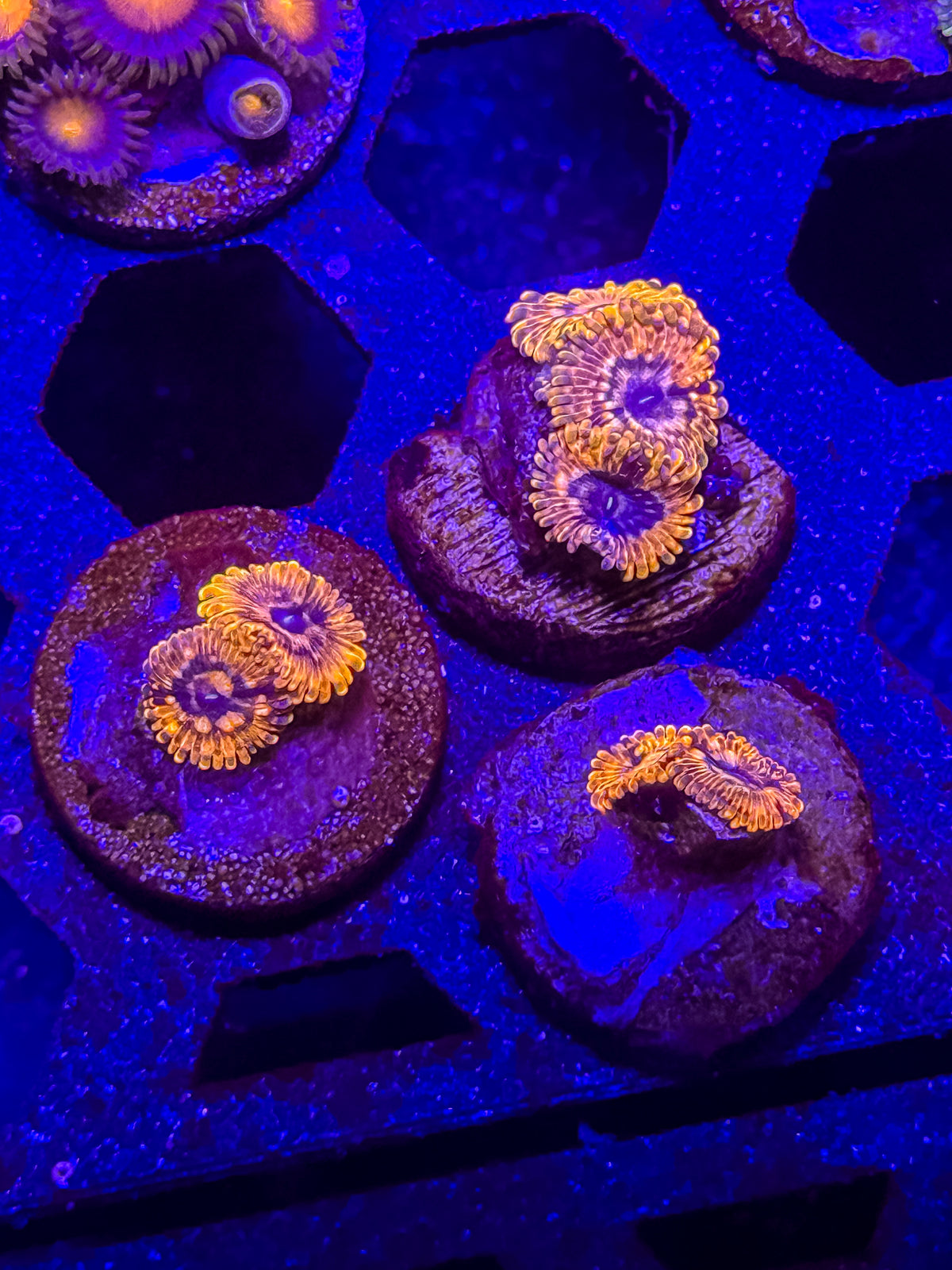 Utter Chaos Zoanthids – Almost WYSIWYG (1–3+ Polyps)