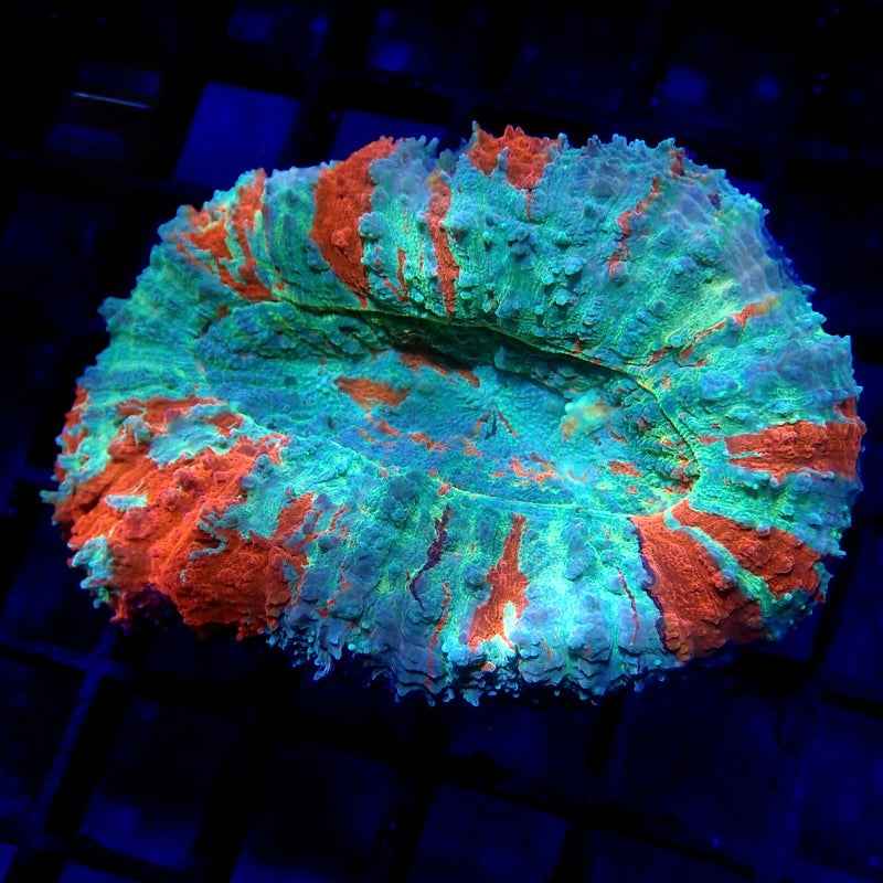Small Acantho