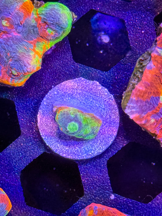 Mini Rainbow Chalice - WYSIWYG