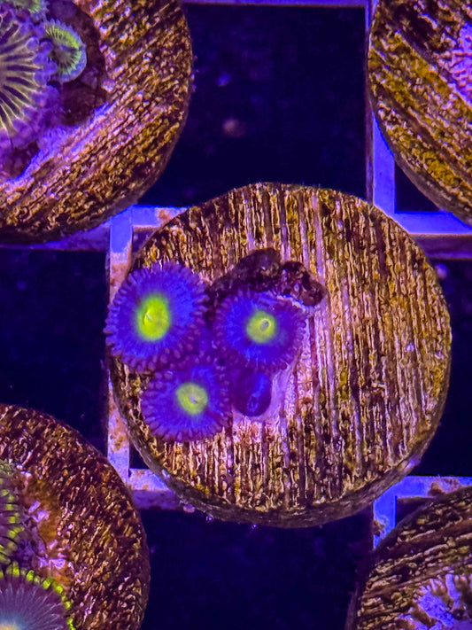 WWC AOI Zoas