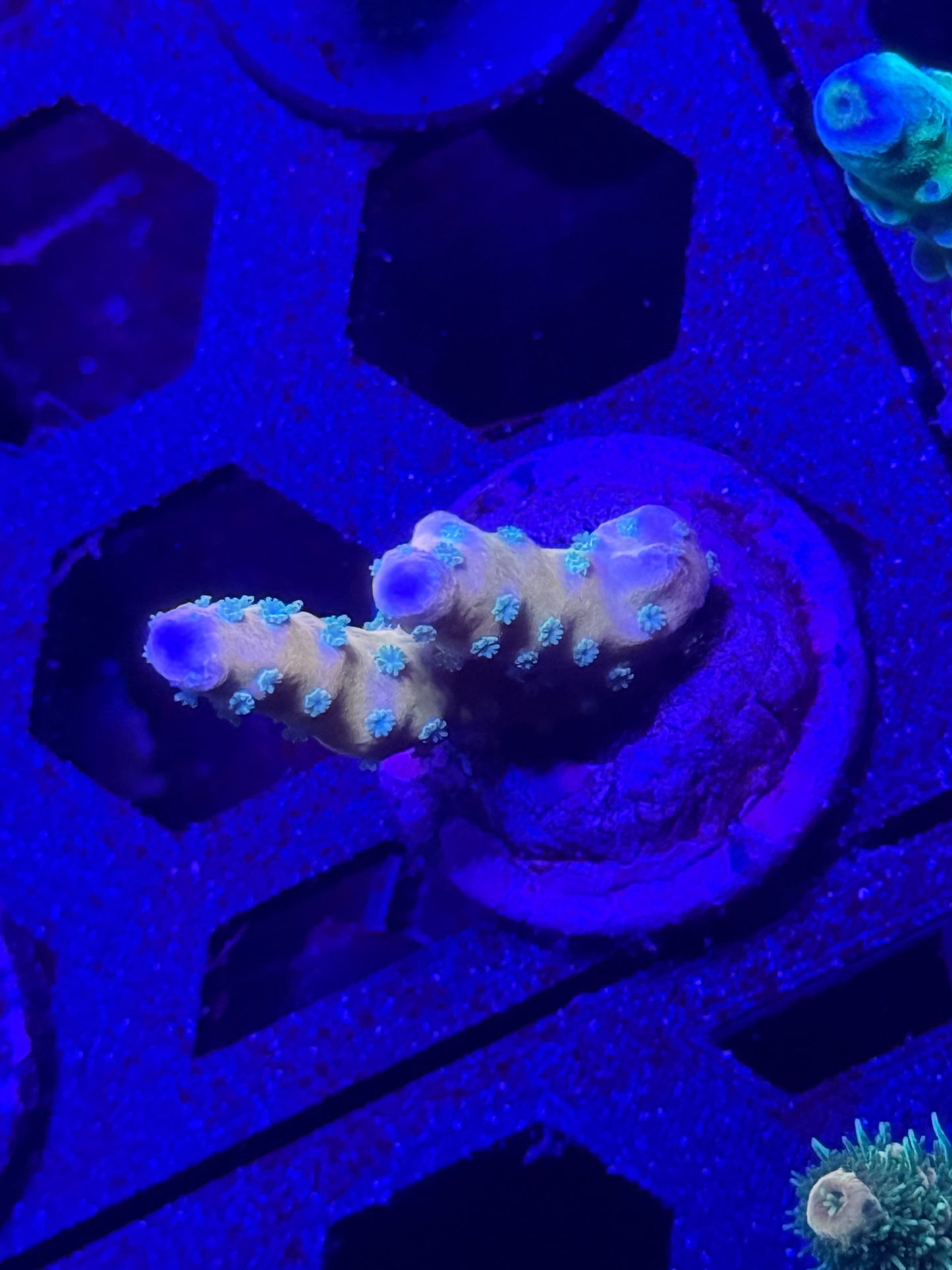 Tropicana Anacropora