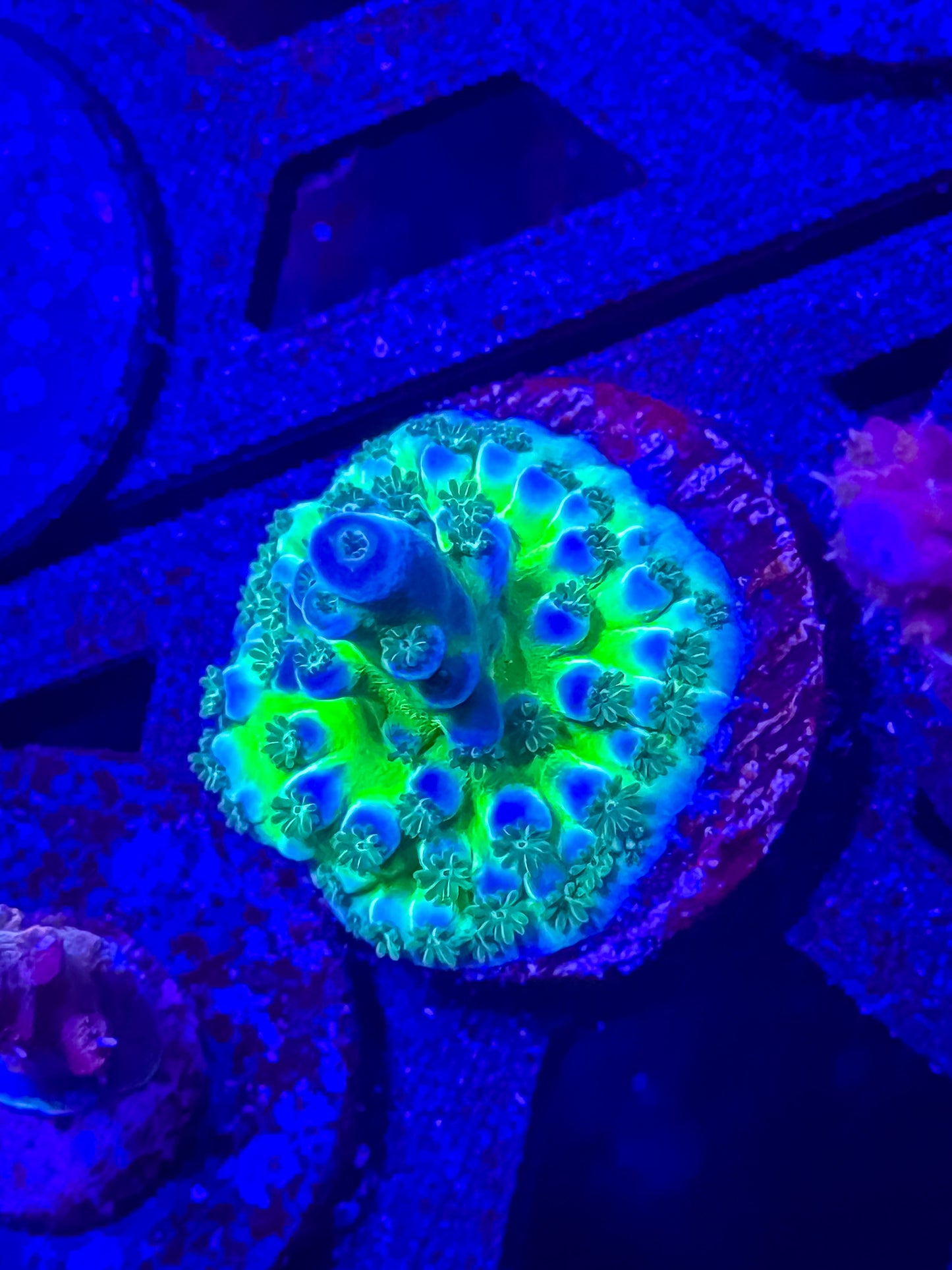 Miyagi Tort Acro Small