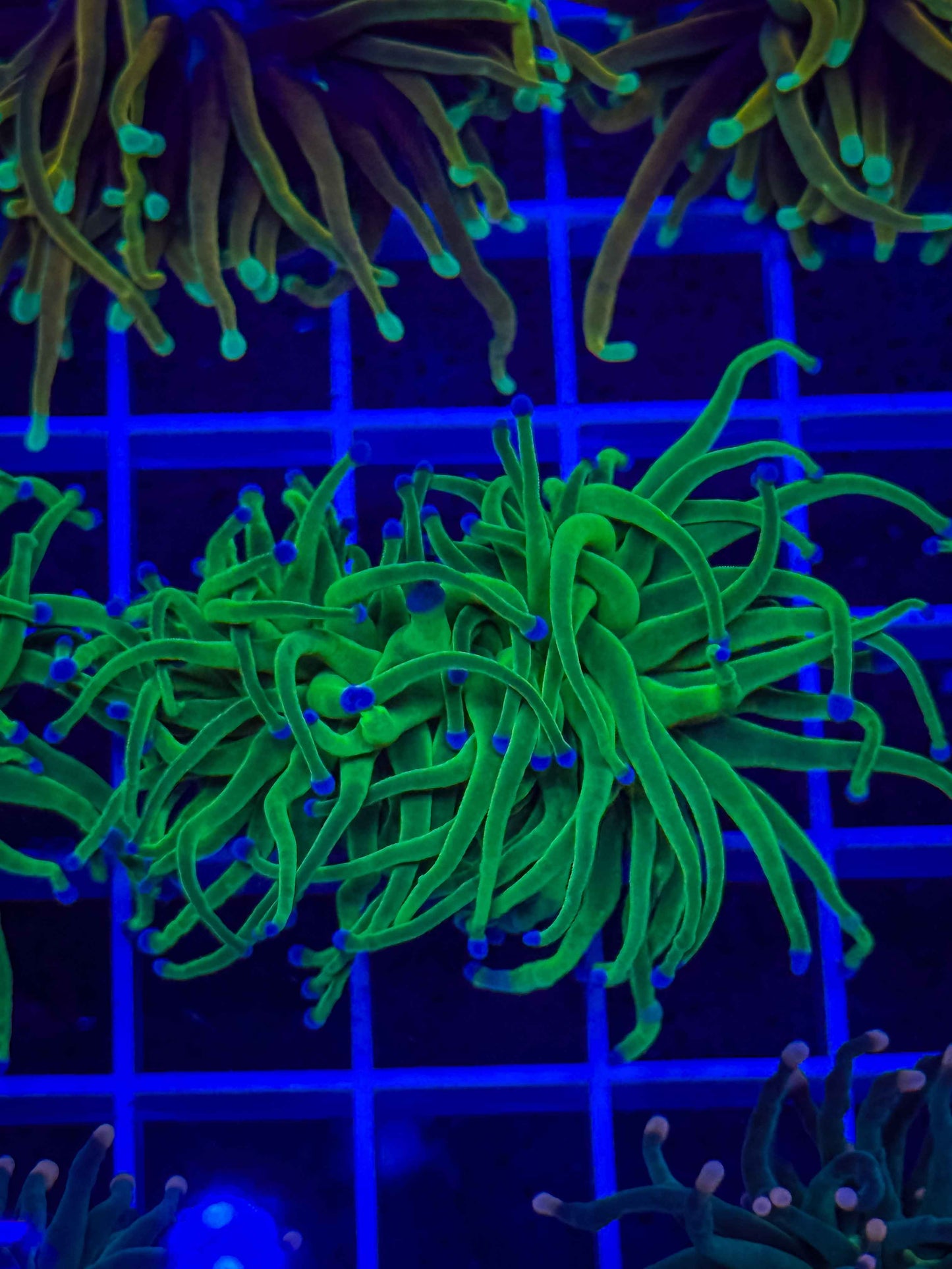Indo Blue Tip Lime Torch