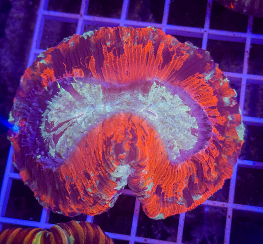 Rainbow Trachy