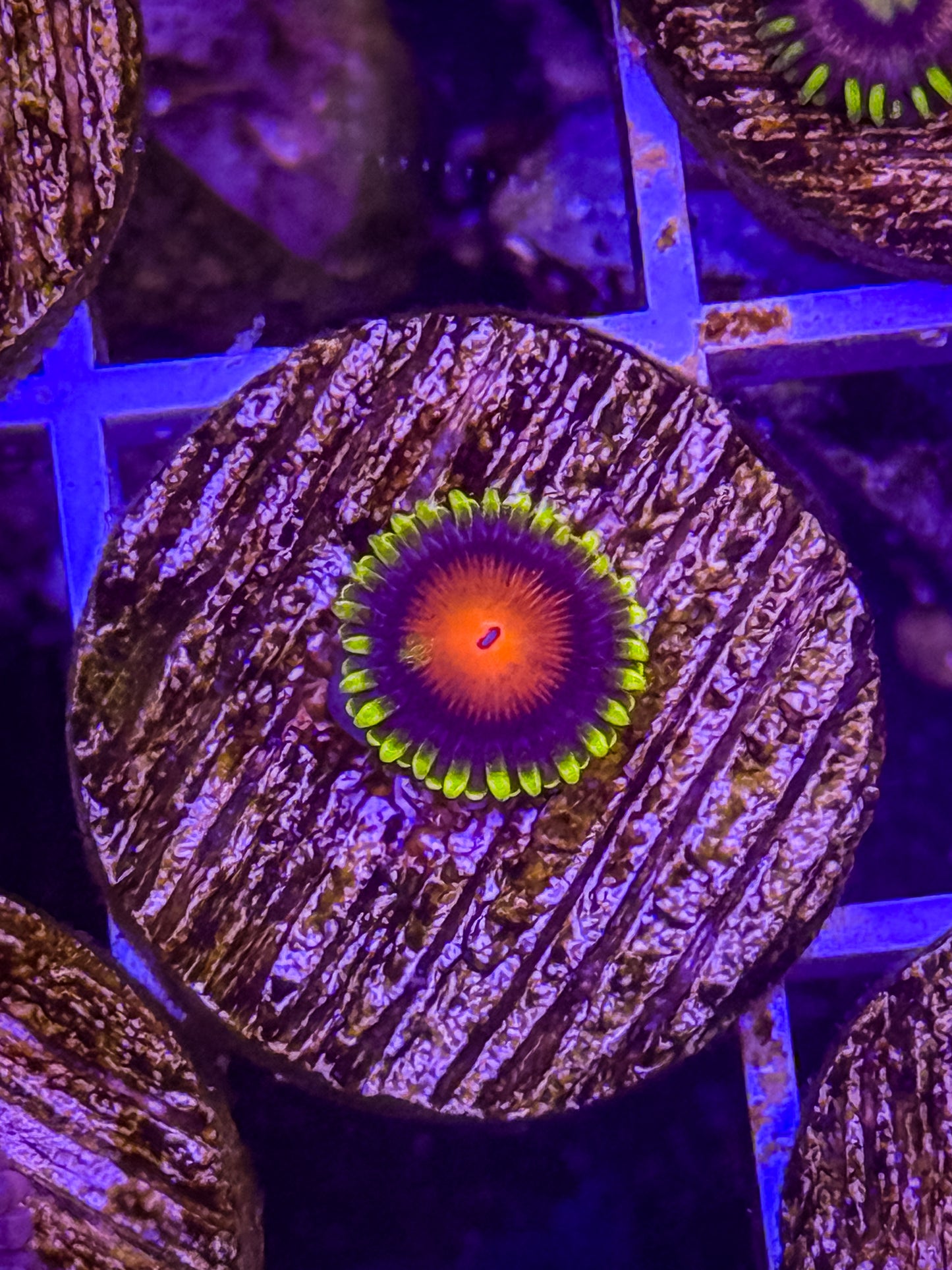 Dragon Eye Zoa