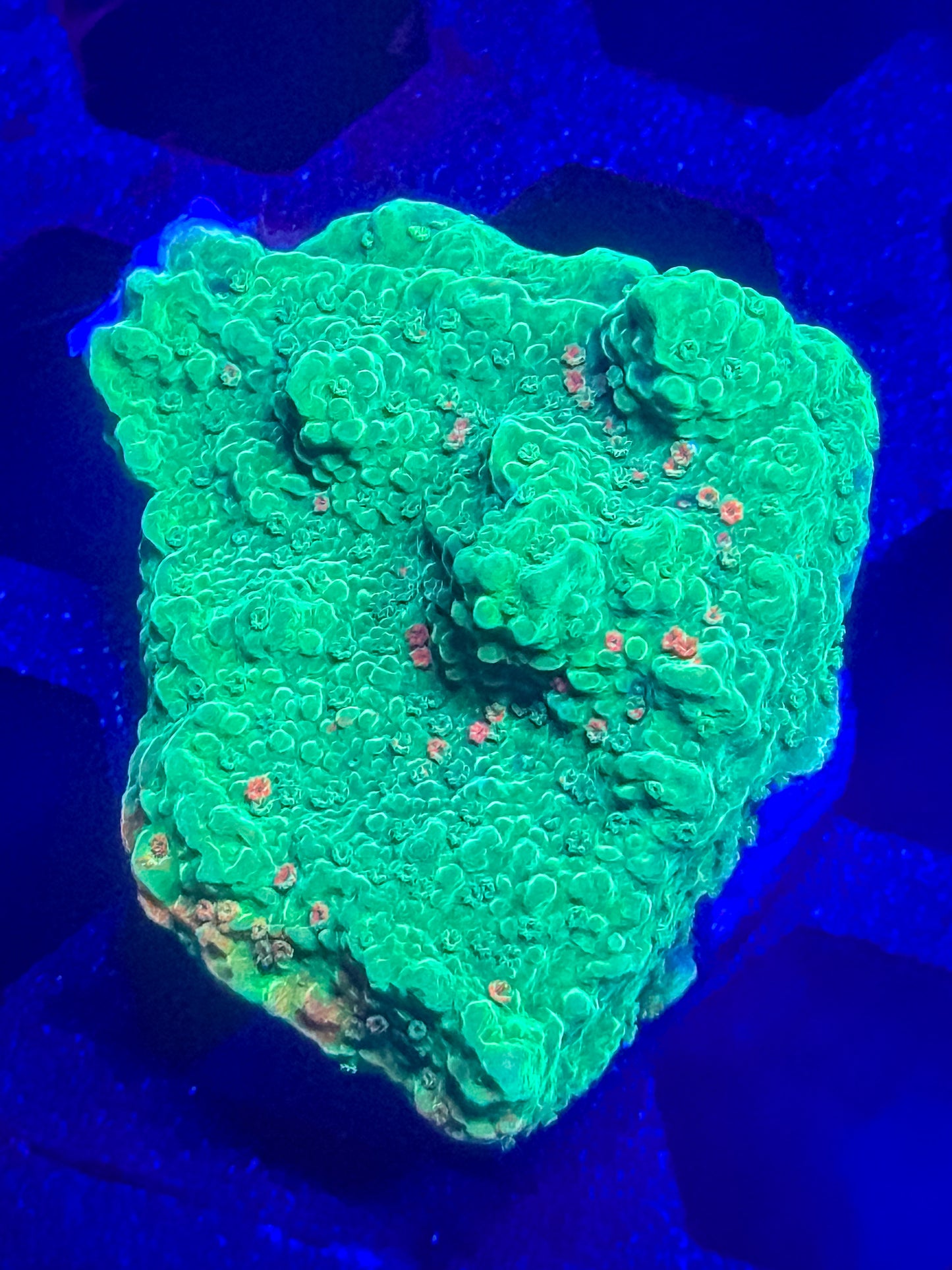 Grafted Monti Cap