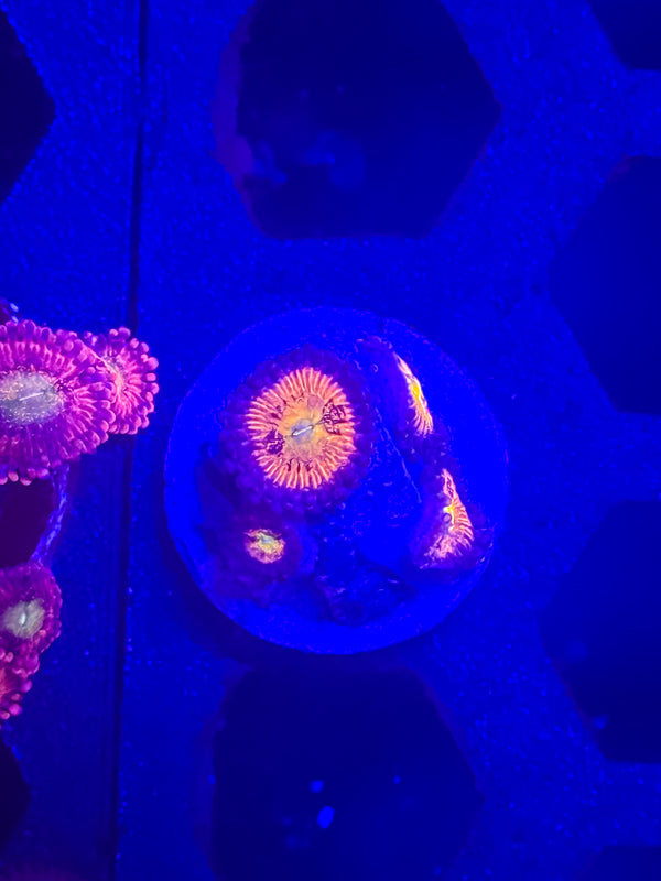 Sakura Zoa