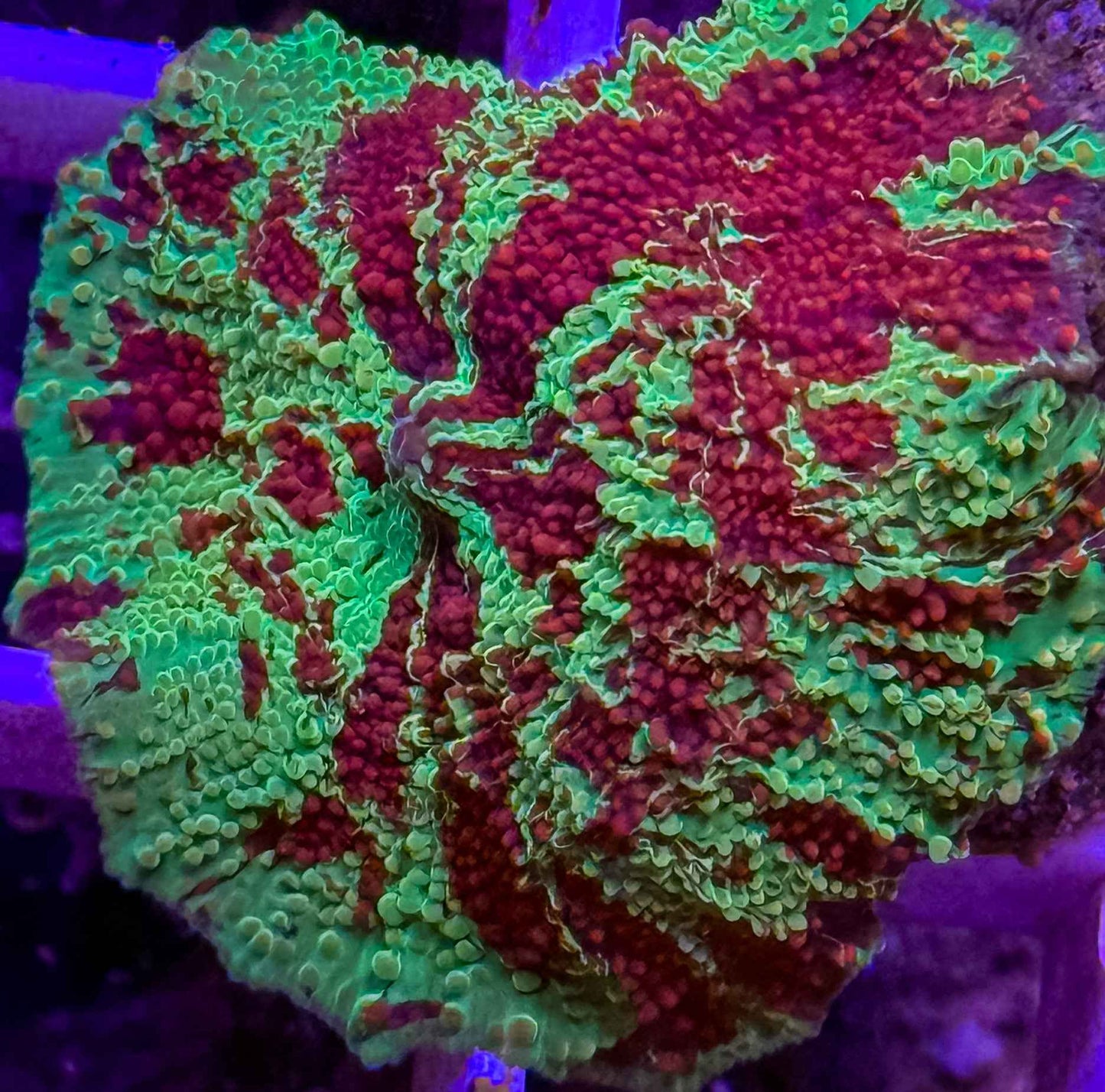 Electus Mushroom