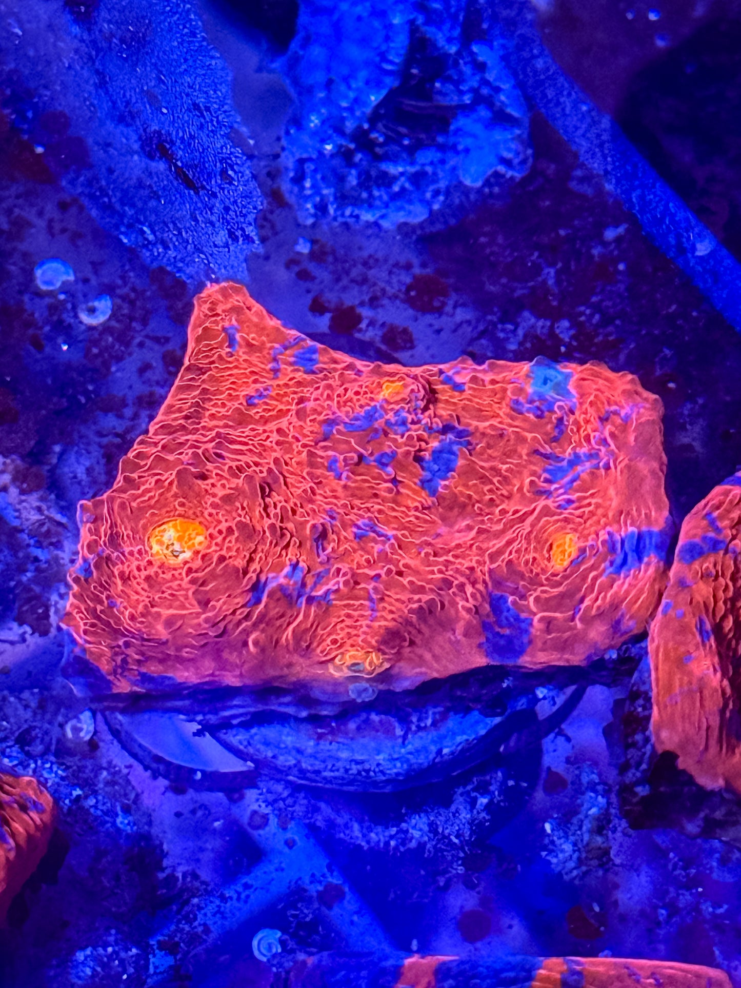 Rainbow Chalice Coral