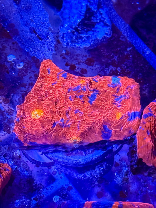 Rainbow Chalice Coral