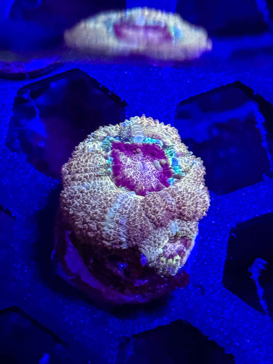 Malaysian Acan Lord