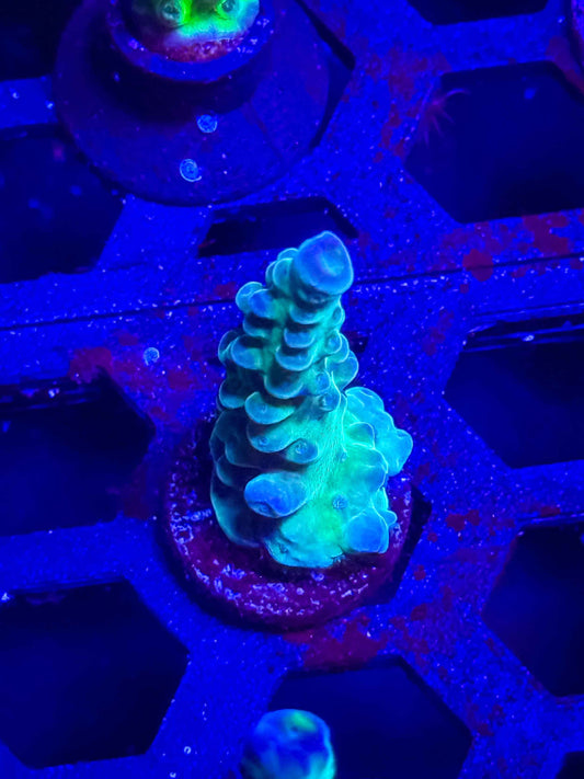 WWC Yellow Tip Acro – WYSIWYG #2