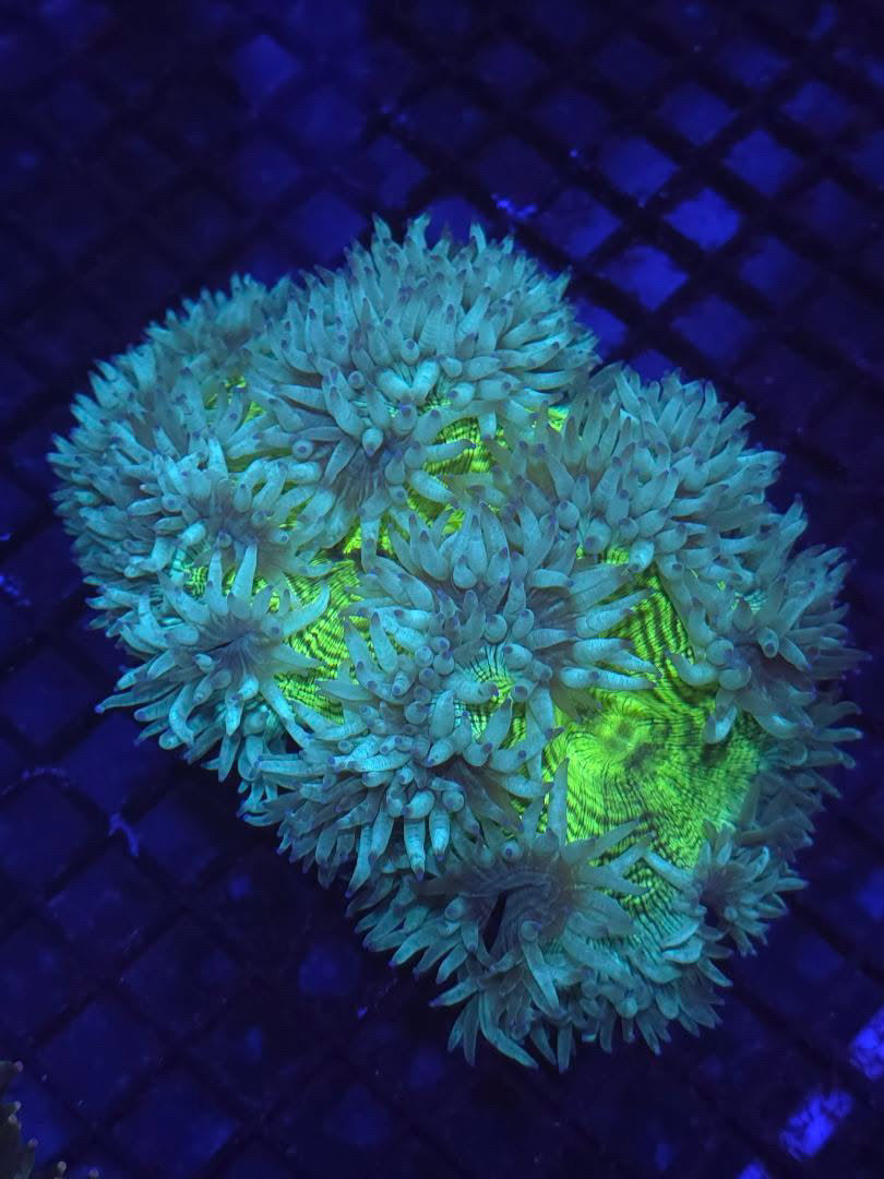 Elegance Coral