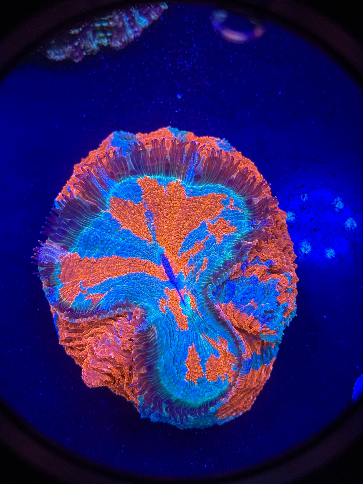 Acanthophyllia Meat Coral – WYSIWYG