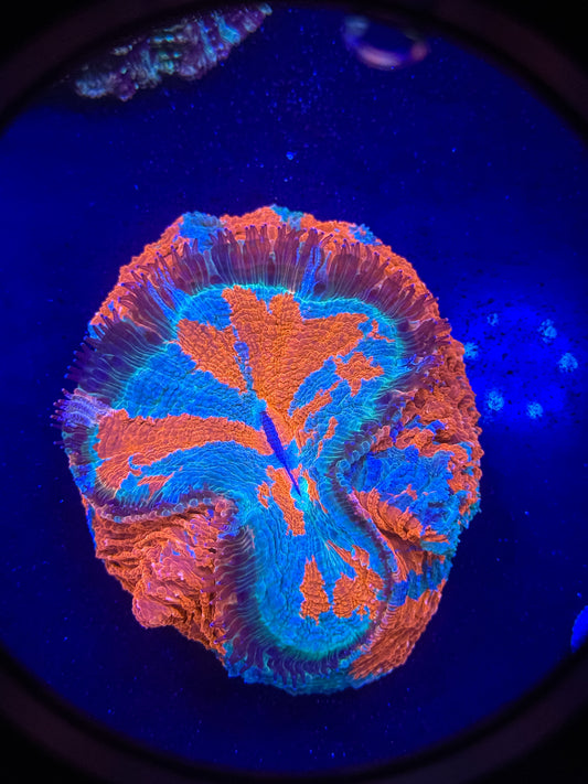 Acanthophyllia Meat Coral – WYSIWYG