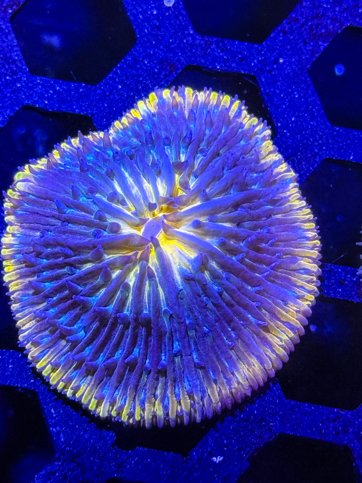 Fungia Plate Coral – WYSIWYG #3