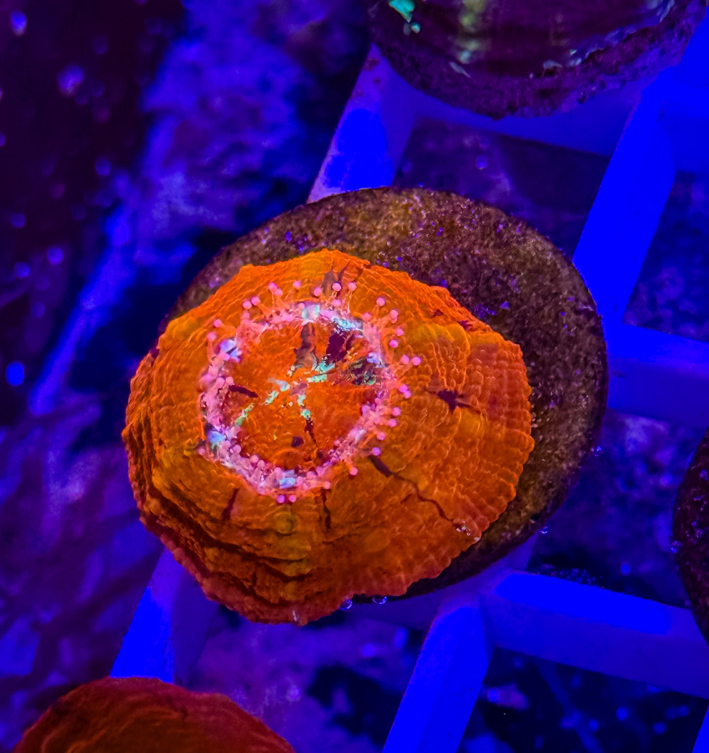 Captive Spawned Scolymia