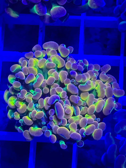Rainbow Hologram Hammer