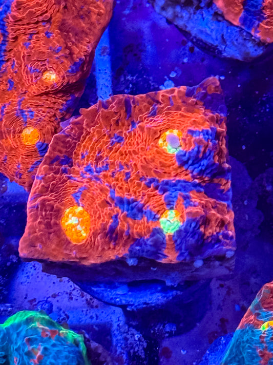 Rainbow Chalice Coral